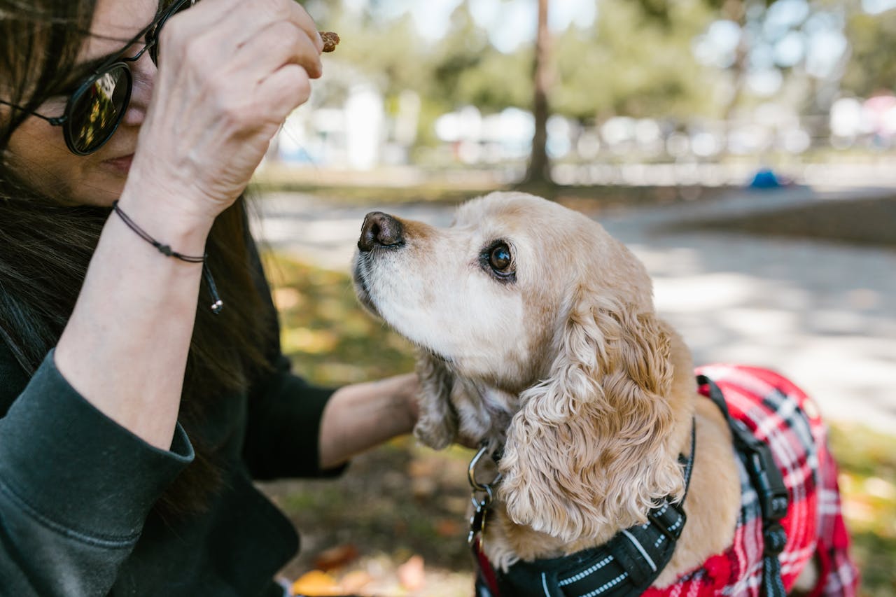 Woman training her pet dog in a sunny park. The dog wears a plaid jacket while eagerly focusing on a treat.