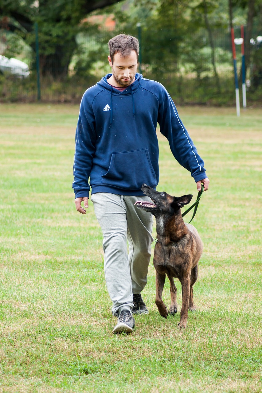 dog, human, animal, pet, team, sport, tournament, dog sport, companion, dog exam, team test, training, testing