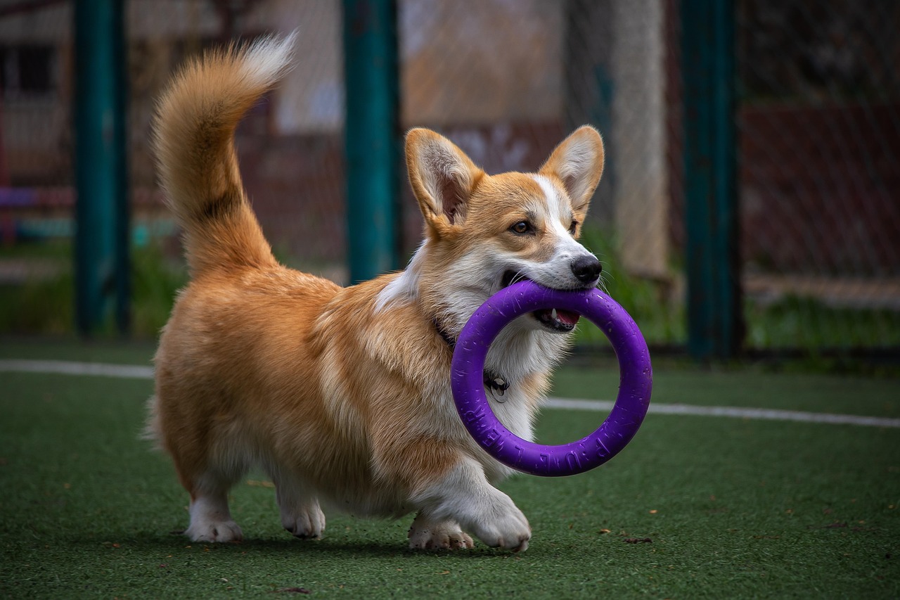 dog, obedient, nature, pet, training, animal, canine, corgi, breed, puller, game, agility, steps, walking, mouth toy