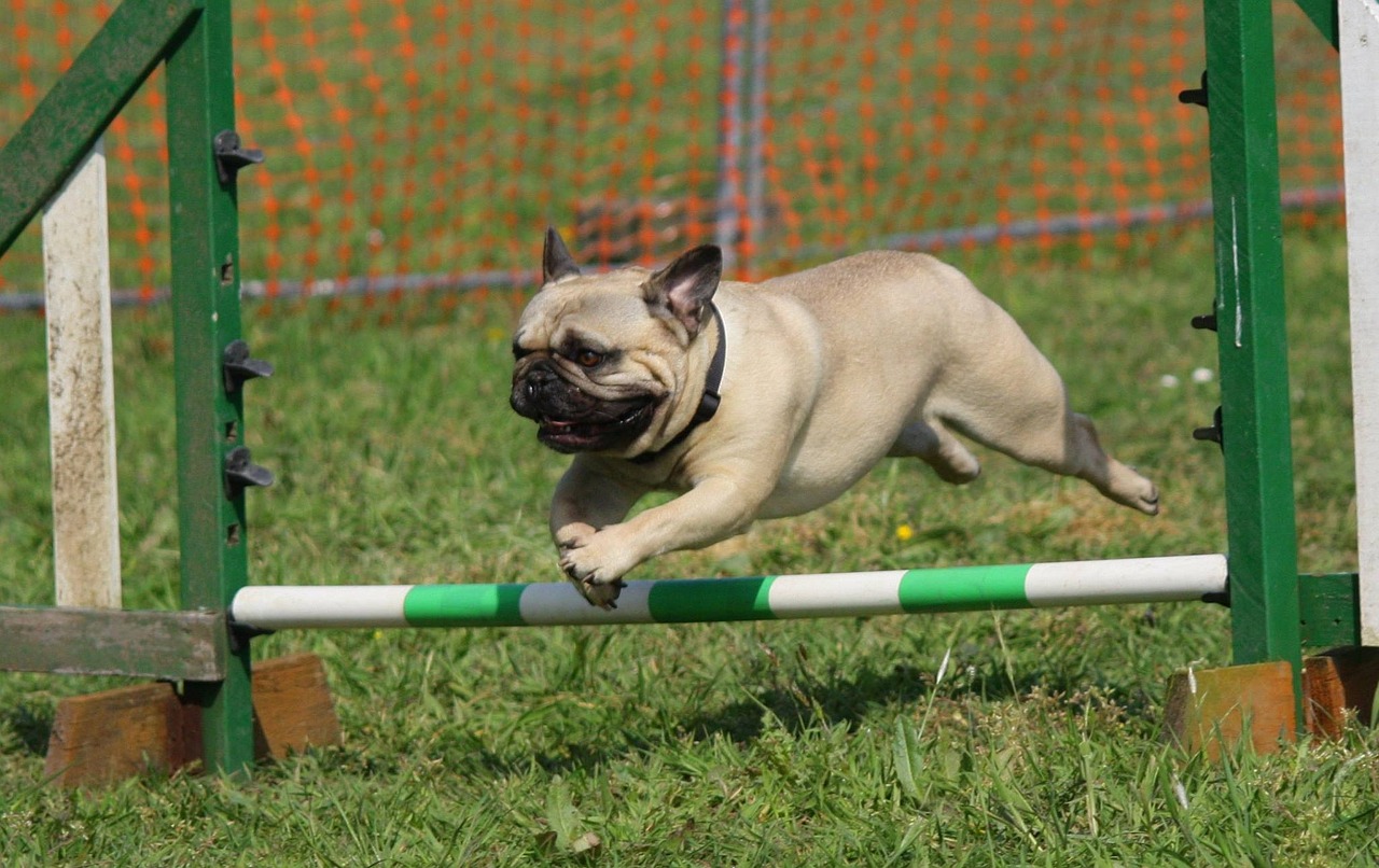 dog, pug, training, animal, jumping, breed, pet, pedigree, green training