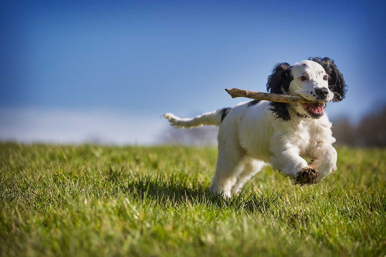 fetch, pet, stick, puppy, dog, action, animal, playing, canine, fun, retrieve, playful, spaniel, cocker, active, fur, blue animals, nature, blue fun